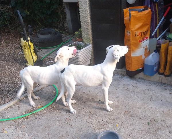 Thelma & Louise - sorelline cucciole meticce Foto 4